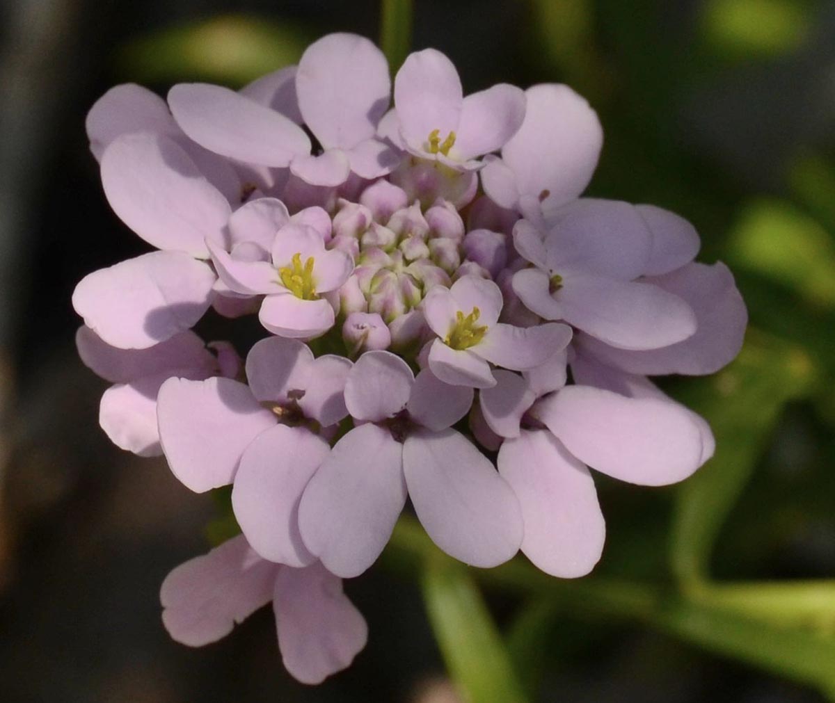 Blüten nah